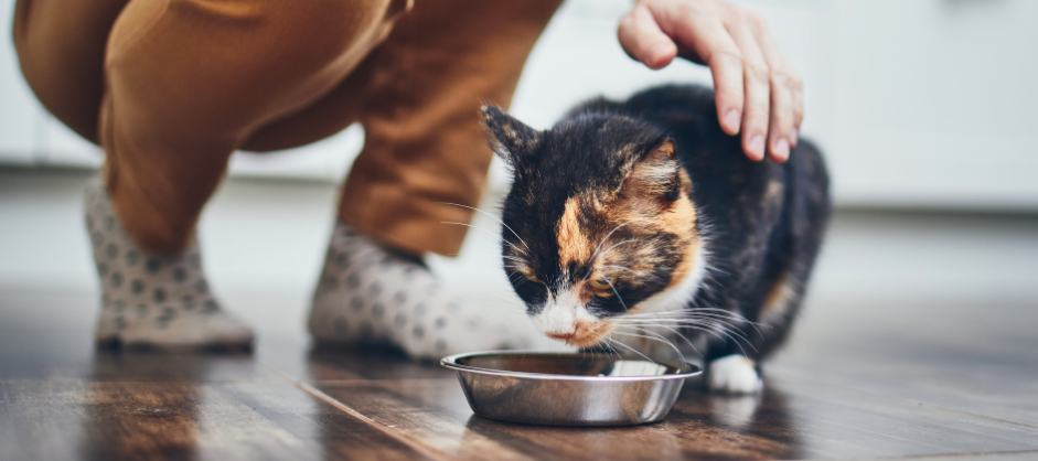 A calico cat eats from a metal bowl while being petted by its owner in the kitchen, highlighting the importance of addressing mineral deficiencies in cats for their overall health and well-being.