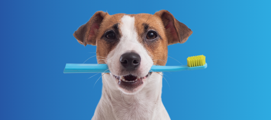 White and brown dog holding a toothbrush in its mouth with a blue background
