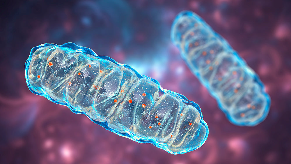 Minerals and Mitochondria